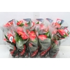 ANTHURIUM P12 VERMELHO