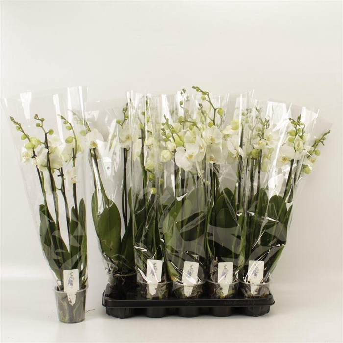 <h4>PHAL OV WIT</h4>