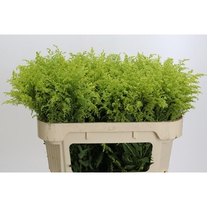 Solidago Tara Gold