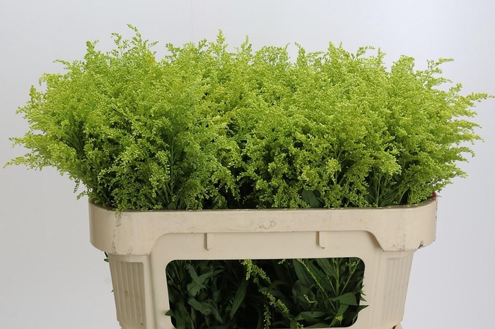 <h4>Solidago Tara Gold</h4>