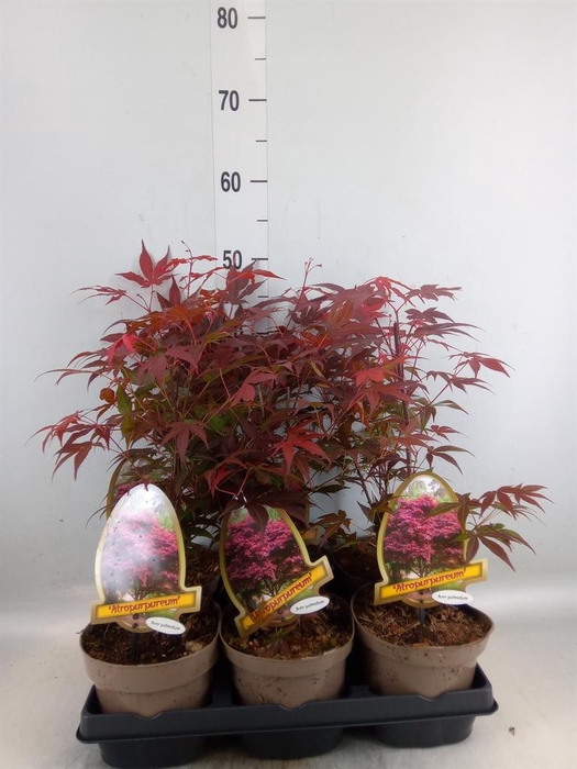 <h4>Acer palmatum 'Atropurpureum'</h4>