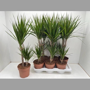 DRA MARGINATA