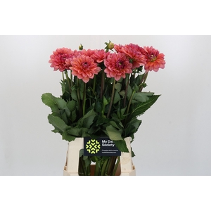 Dahlia Salmon Runner