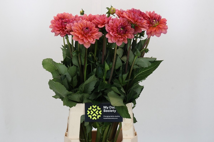 <h4>Dahlia Salmon Runner</h4>