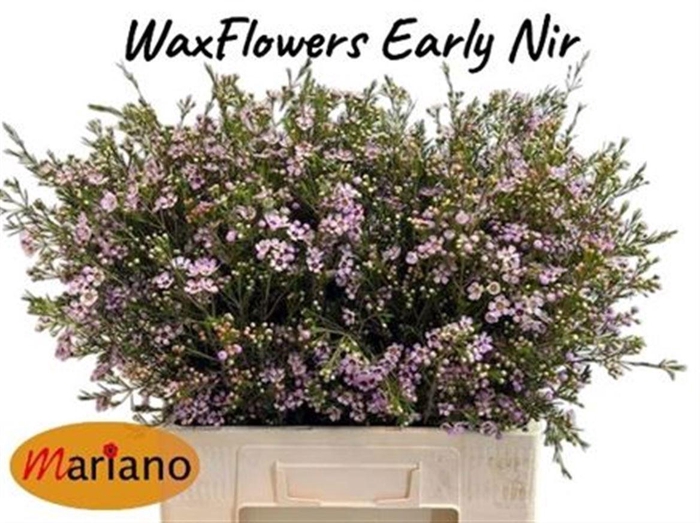 <h4>CHAME UN EARLY NIR</h4>