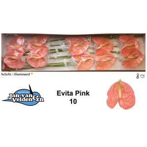 Anthurium Evita Pink