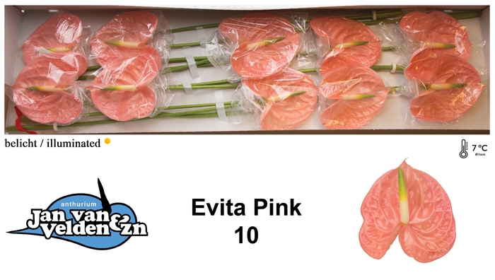 <h4>ANTH A EVITA PINK</h4>