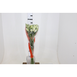 ALSTROEMERIA  AKEMI 070 CM