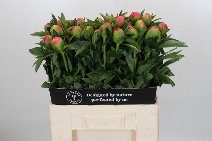 <h4>Paenia Pink Hawaiian Coral</h4>