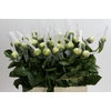 Paeonia Early Sensation