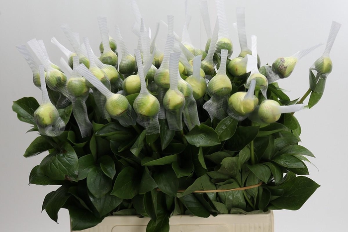 Paeonia Early Sensation
