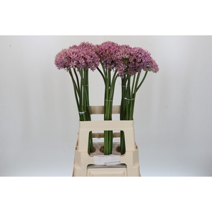 Allium Pink Jewel