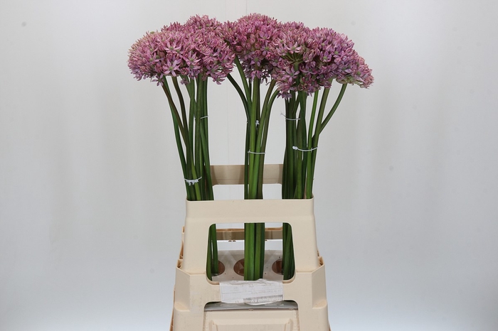 Allium Pink Jewel