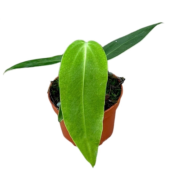 <h4>Anthurium Warocqueanum x Waterburyanum</h4>