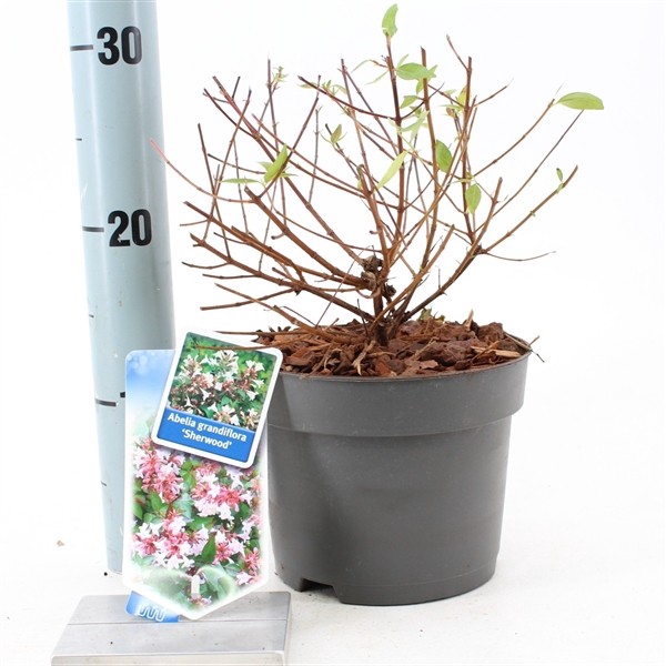 Abelia grandiflora 'Sherwood' P17 (2ltr)