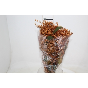 DEDO DE ANJO LARANJA