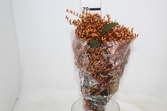 <h4>DEDO DE ANJO LARANJA</h4>