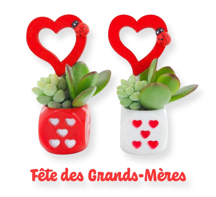 <h4>ARR SUCCULENTEN</h4>