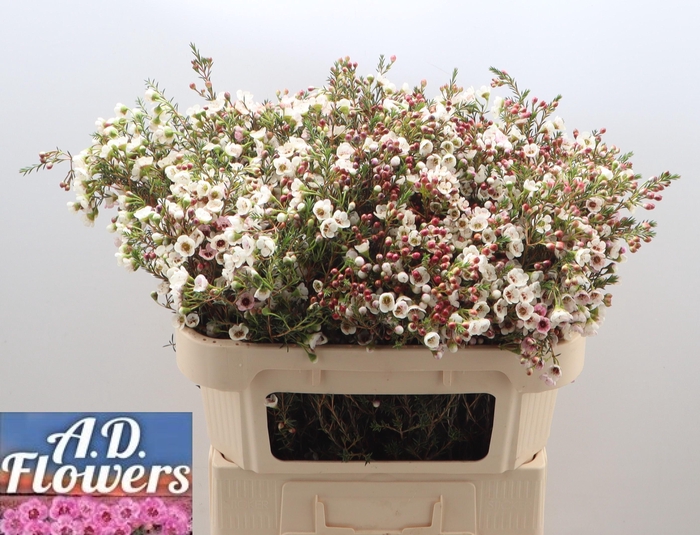 <h4>CHAME UN WHITE LION</h4>