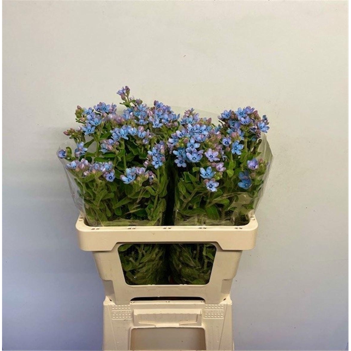 <h4>OXY CO TAN PURE BLU</h4>