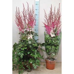 Astilbe Mighty Chocolate Cherry 21Ø 110cm