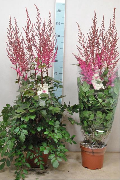 Astilbe Mighty Chocolate Cherry 21Ø 110cm