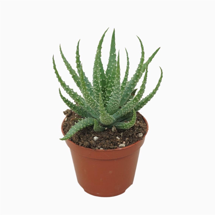 Aloe Humilis