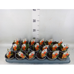 Tulipa DU 'Flamingo Baby'