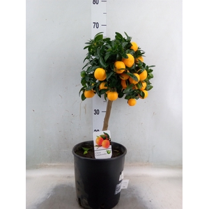 Citrus   ...