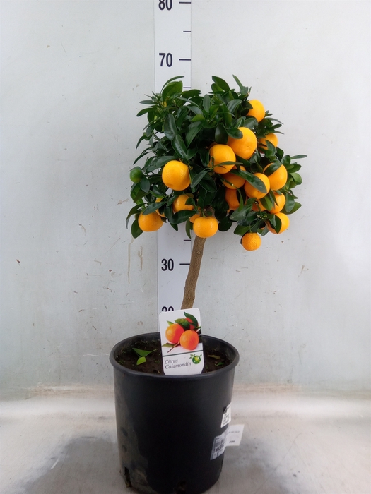 <h4>Citrus   ...</h4>