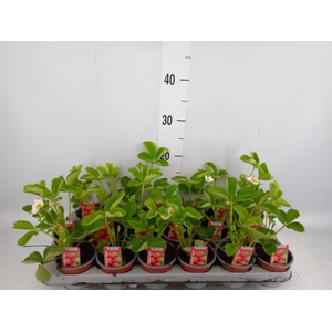 Fragaria   ...