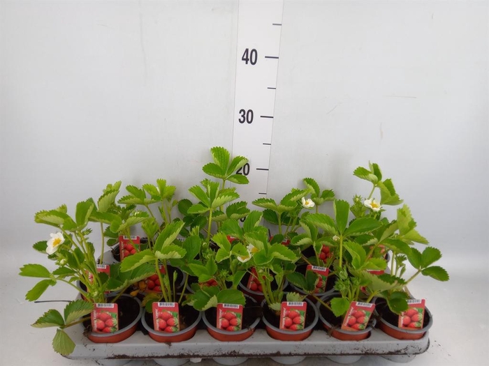 <h4>Fragaria   ...</h4>
