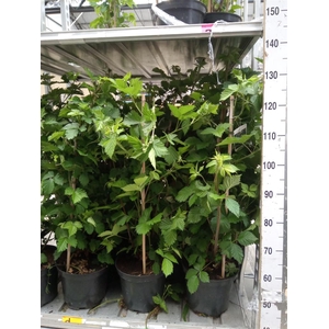 Rubus fruticosus
