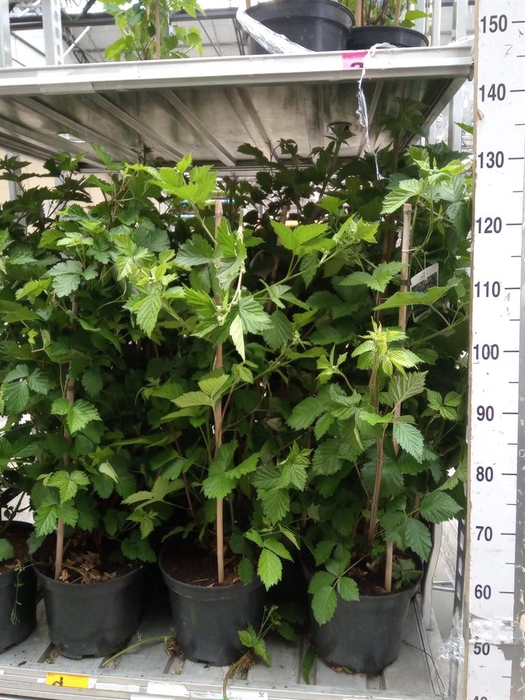 <h4>Rubus fruticosus</h4>