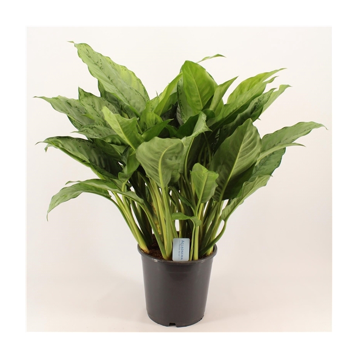 <h4>Green Agla 'Freedman' (Aglaonema)</h4>