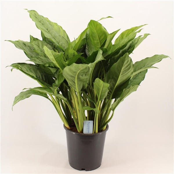 Green Agla 'Freedman' (Aglaonema)