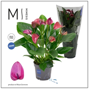 Mimesis Anthurium KARMA Purple - 12cm