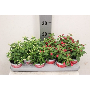 Fuchsia Gemengd Staand