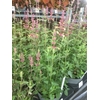 Agastache Mango Tango