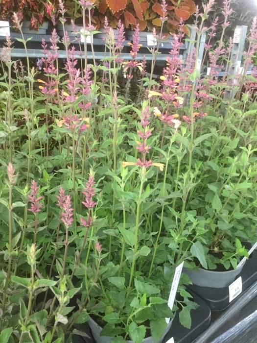 Agastache Mango Tango