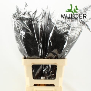 Asp Klb H% Extra Veren Black