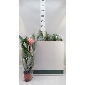 Aechmea fasciata 'Primera'
