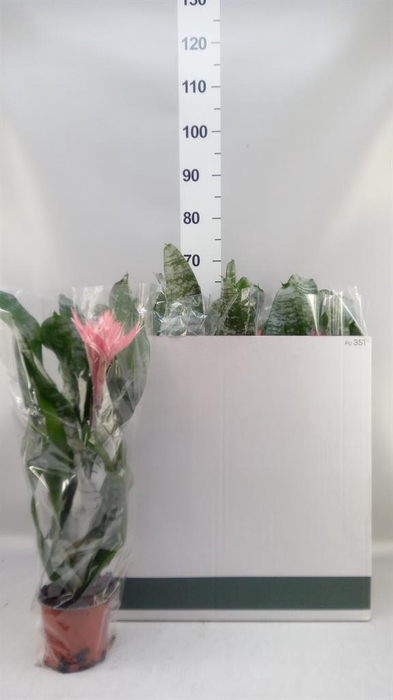<h4>Aechmea fasciata 'Primera'</h4>