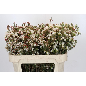 Chamelaucium Moonlight Delight