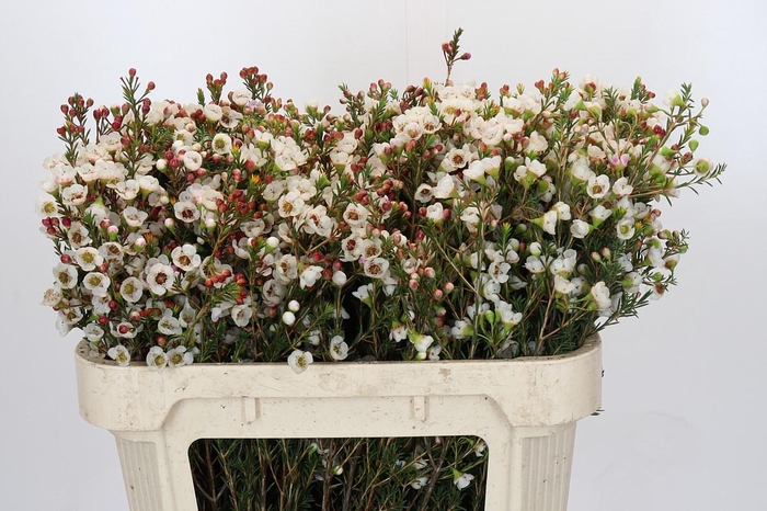 <h4>Chamelaucium Moonlight Delight</h4>