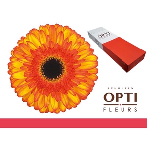 Gerbera Spotlight Doos