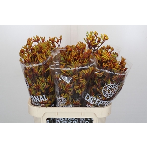 Anigozanthos Gold Fever Indoor
