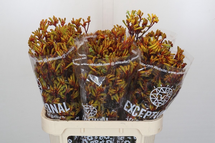 <h4>Anigozanthos Gold Fever Indoor</h4>