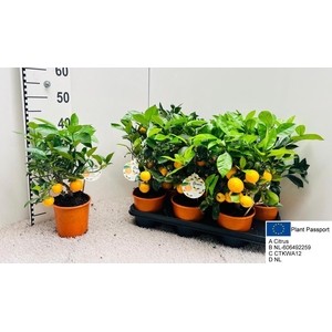 CITR MICROCARPA