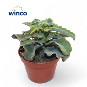 KALANCHOE OV
